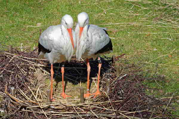 Öffentliche Führungen im April im Opel-Zoo