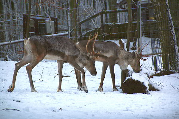 Neu im Opel-Zoo