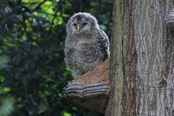 Abflug in die Wildnis: 