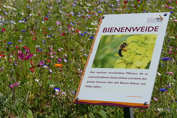 Von Bienchen und Blümchen