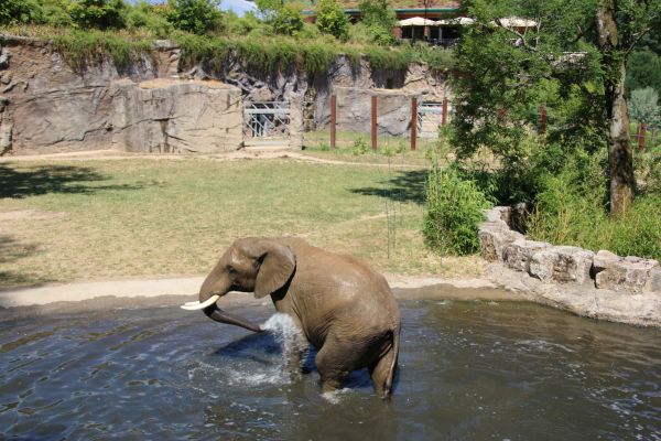 Badespaß im Opel-Zoo