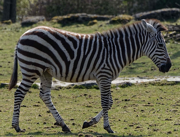 Herbstferienprogramm im Opel-Zoo
