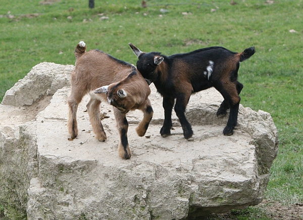 Jede Menge Zicklein und Lämmer im Opel-Zoo