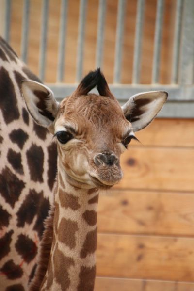 Jungtier Madiba bei den Rothschildgiraffen geboren