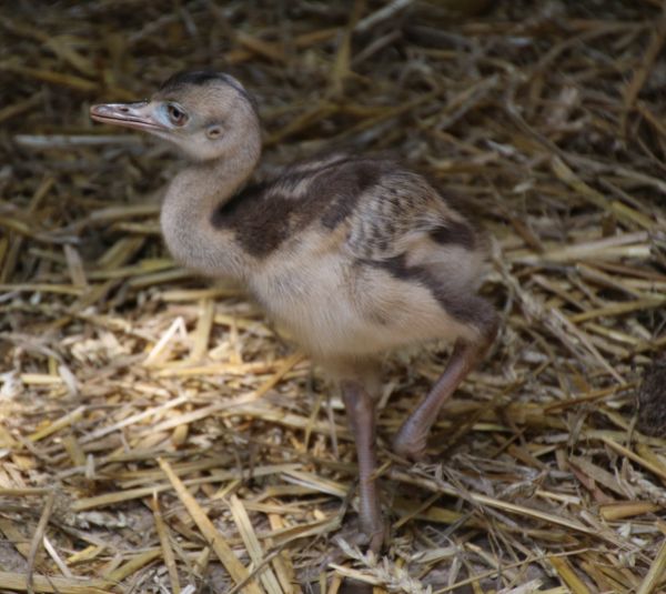 Nandu-Küken im Opel-Zoo geschlüpft