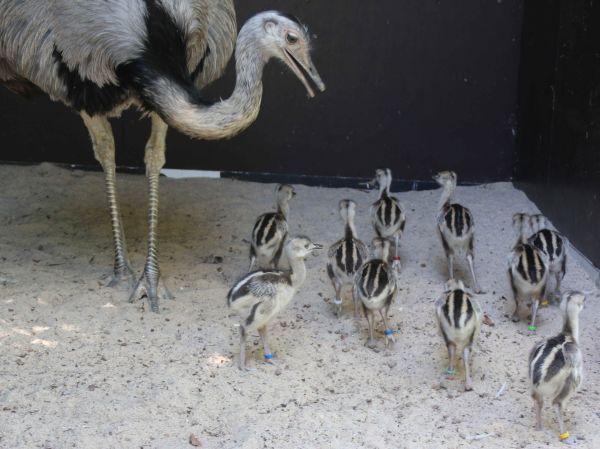 12 Nanduküken in väterlicher Obhut