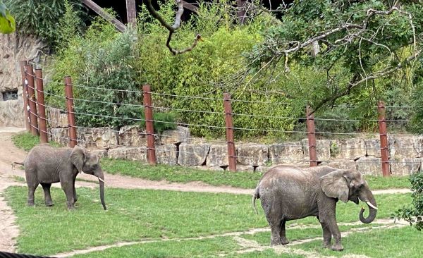 Lilak und Kariba erkunden erstmals Außengehege