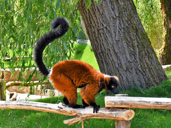 Sommerferien im Opel-Zoo