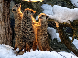 Ab 26.11.22 für alle Zoobesucher: