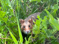 Erneut 12 Feldhamster ausgewildert