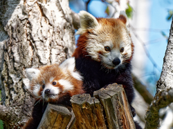 Panda mal zwei:
