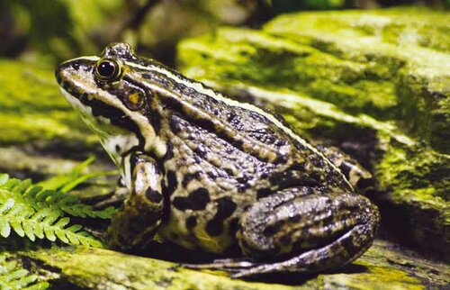 Frosch, Wasserfrosch - Edible frog