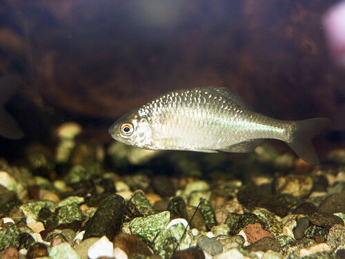 Fisch, Bitterling - European bitterling