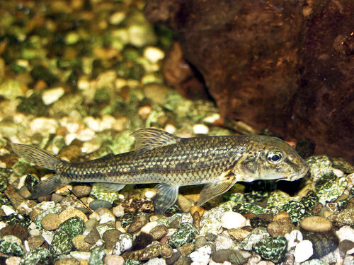 Fisch, Gründling - Gudgeon