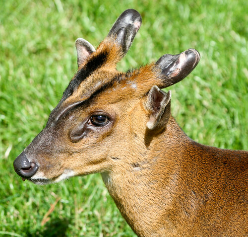 Hirsch, Chinesischer Muntjak - Reeves's muntjac 