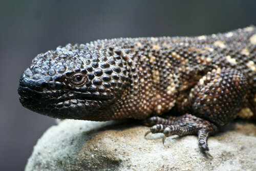 Echse, Skorpionskrustenechse - Beaded lizard 
