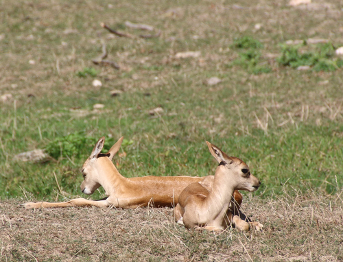 Auch im Herbst Jungtiere im Opel-Zoo