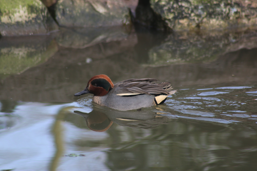 Ente, Krickente - Common teal