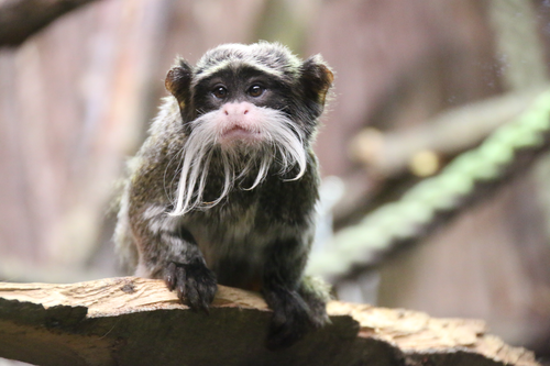 Affe, Kaiserschnurrbart-Tamarin - Emperor tamarin