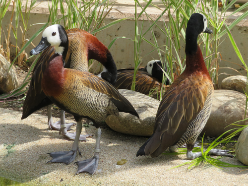 Gans, Witwenpfeifgans - White-faced Whistling-duck