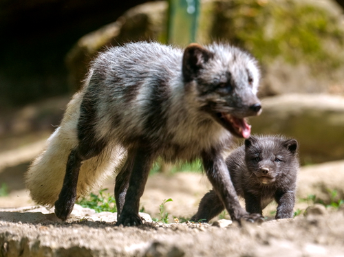 16-22 Eisfuchs mit Jungtier_Opel-Zoo.jpg